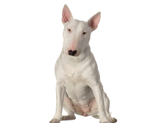 All kinds of dogs-Bull Terrier