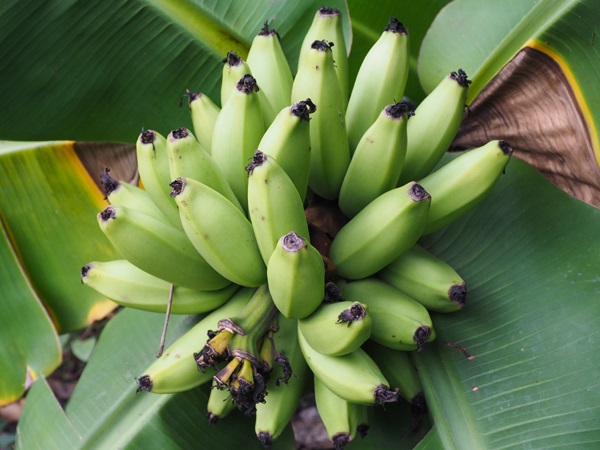 Cavendish Banana Type
