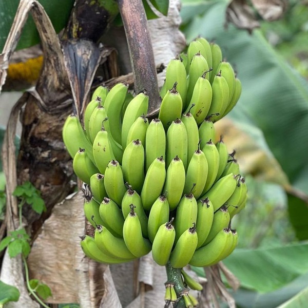 Dwarf Plantain (Puerto Rican Plantain Banana)