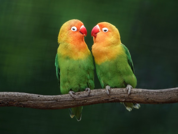 Love bird species-Fischer's Lovebird