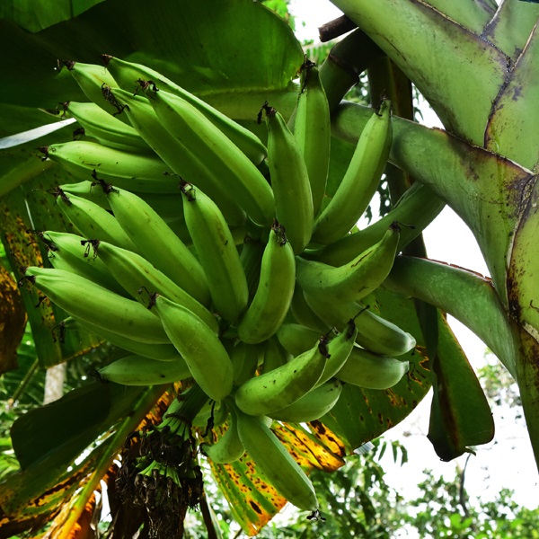 Nendran Banana Variety