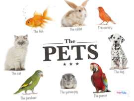 Types of Pets Pictures: Pros and Cons (Animals, Birds & Reptiles)