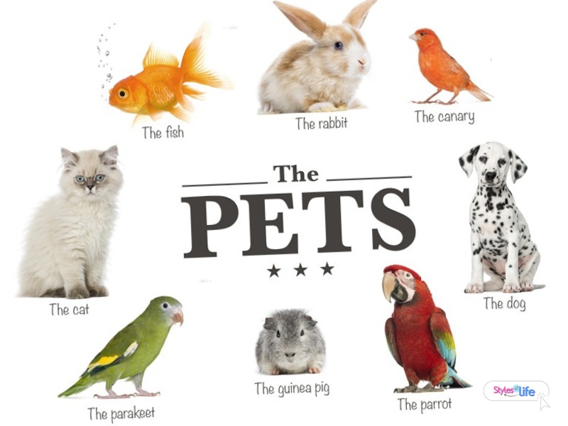 types of pet animals