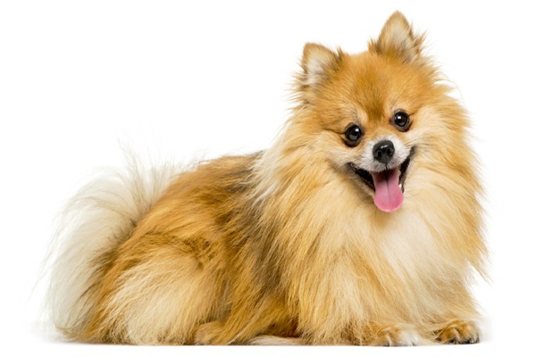 Dog Breed-Pomeranian