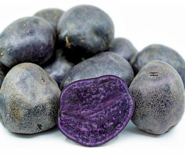 Purple Peruvian