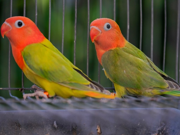 Types of Love birds-Red Headed