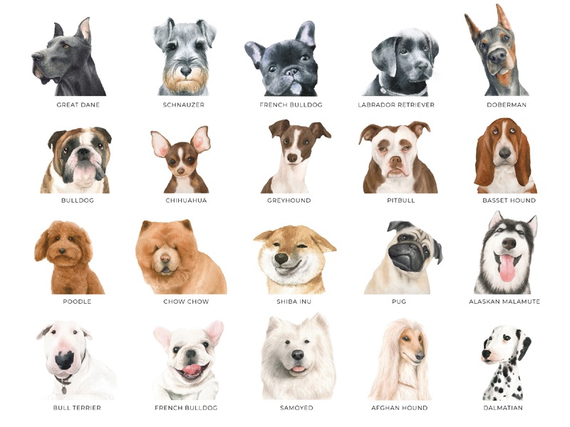Types of Dogs with Pictures