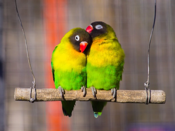 Love Bird Varieties-Yellow Collared