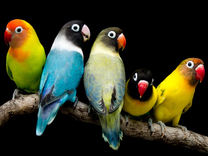 Different Love Bird Types