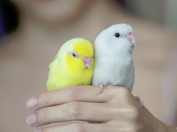 Pet Love Birds 2