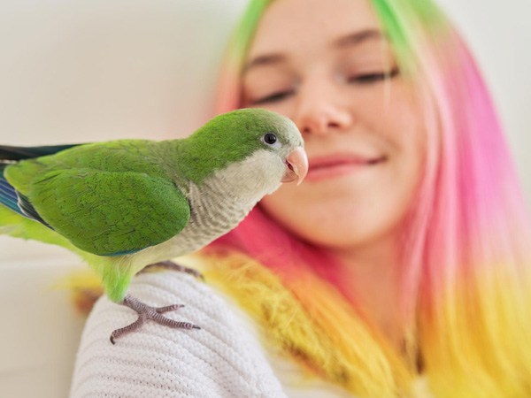 Pet Parrots 2