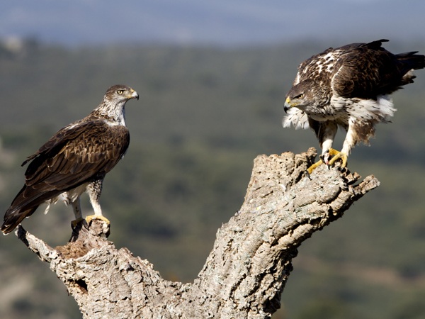 Bonelli's eagles