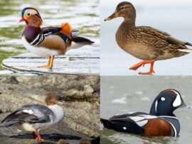 15 Different Types of Ducks Around the World with Pictures