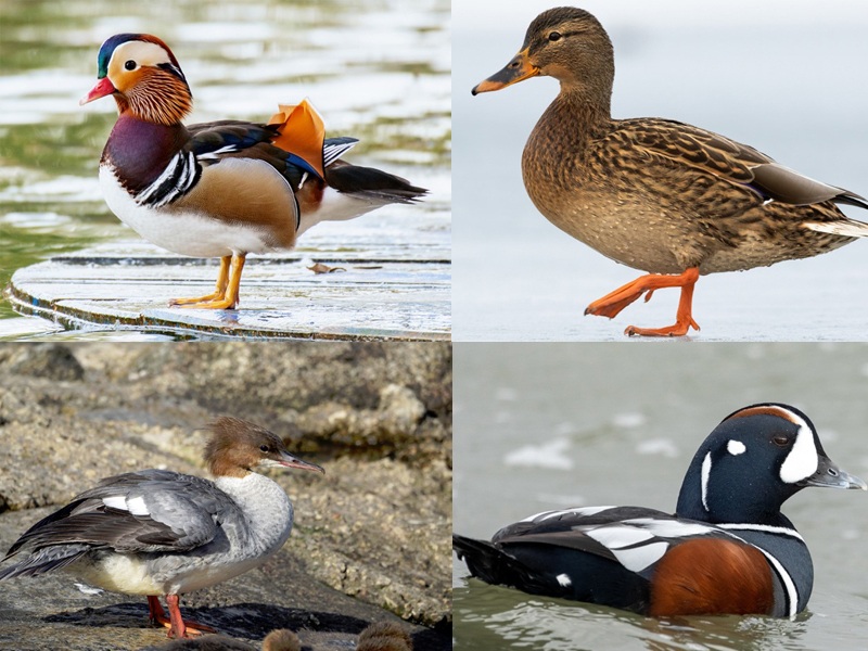 types of ducks