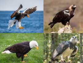 12 Different Types of Eagles Present in the World with Pictures