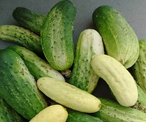 Alibi cucumber