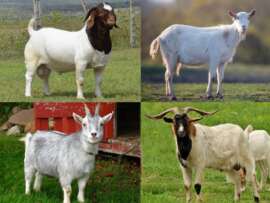 12 Different Types of Goats, Their Breeds, and Uses!