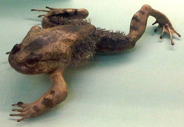 Hairy Frog