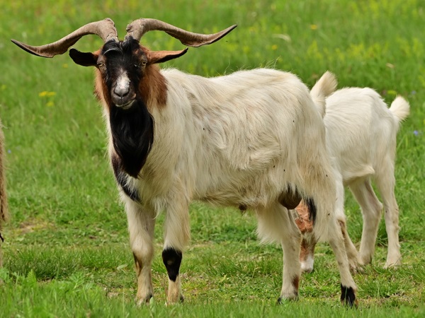 Kiko Goats