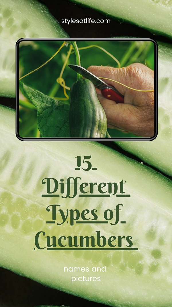 Types Of Cucumbers Varieties In The World