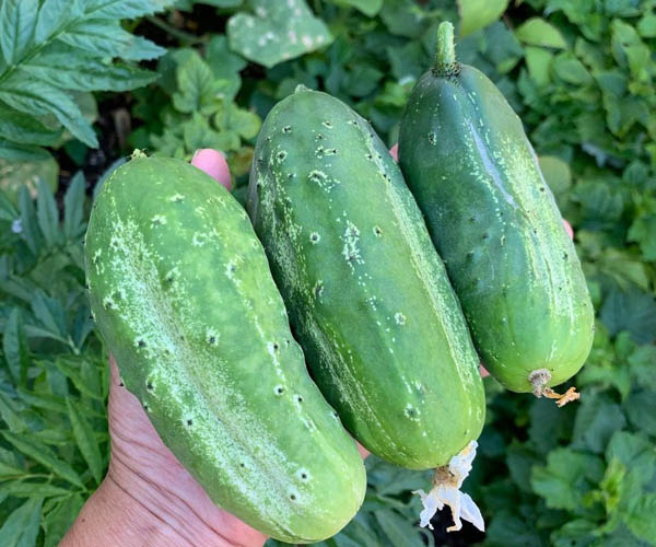 Wautoma Cucumber