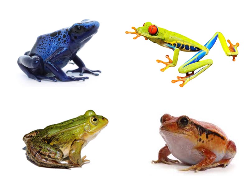 15 Different Types of Frogs, Their Species, and More!