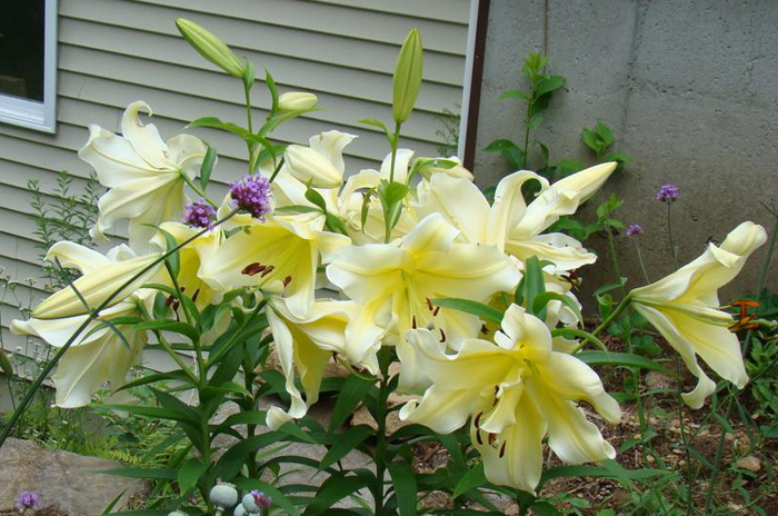 lily flower varieties