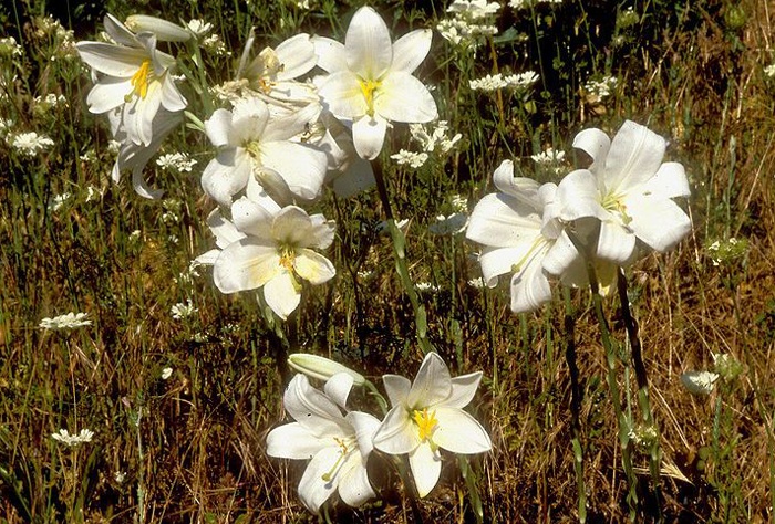 different types of lilies and their pictures