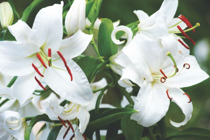 pictures of different types of lilies