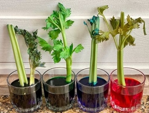Celery stalk Experiment