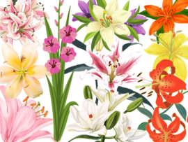 40 Different Types of Lilies and their Names with Pictures