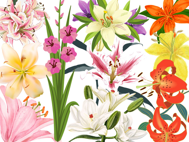 Different Types Of Lily Flowers Names