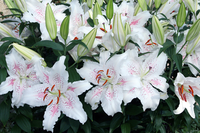 different kinds of lilies with pictures