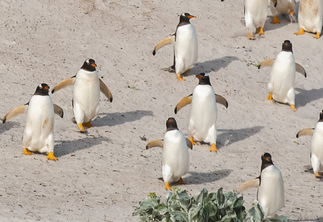 various types of penguins