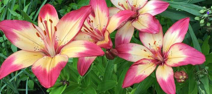 different types of lilies