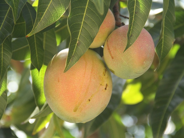 Keitt Mango