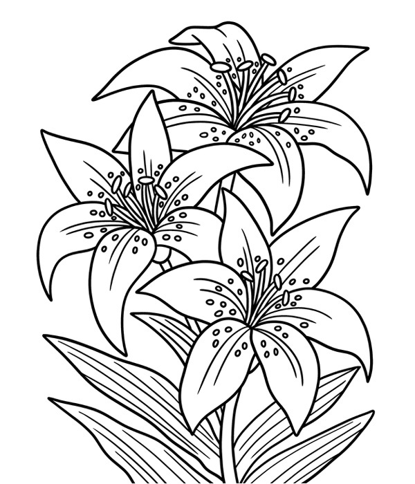 Floral Coloring Pages- Lily Flower 