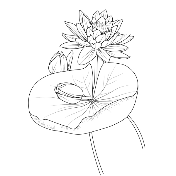 Lotus flower coloring pages for adults 