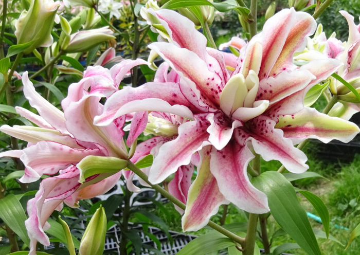 different types of lily flowers