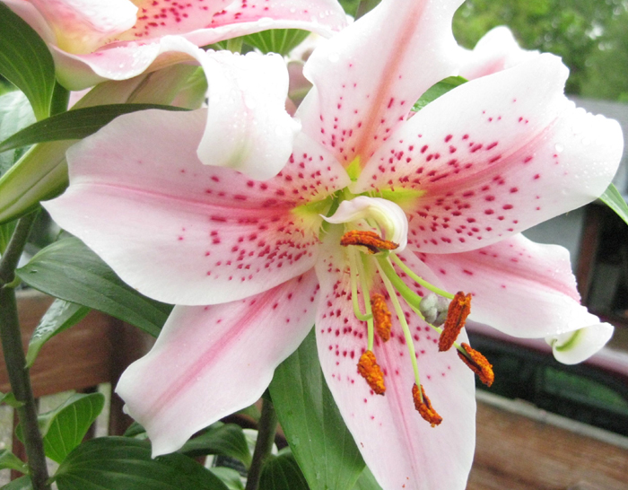 common types of lilies