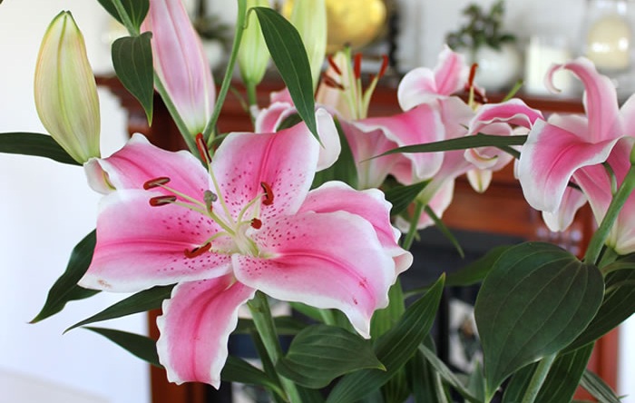 different types of lilies and their names