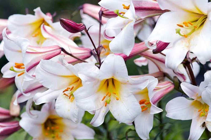 different varieties of lilies