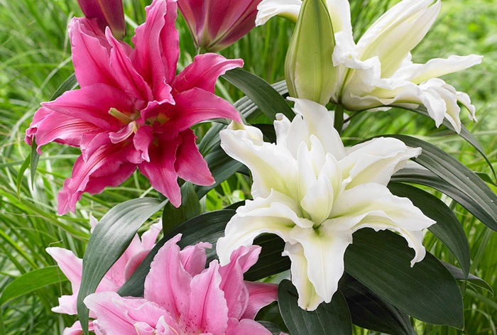 types of lily flowers