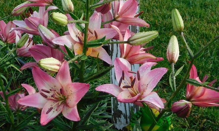 lily varieties