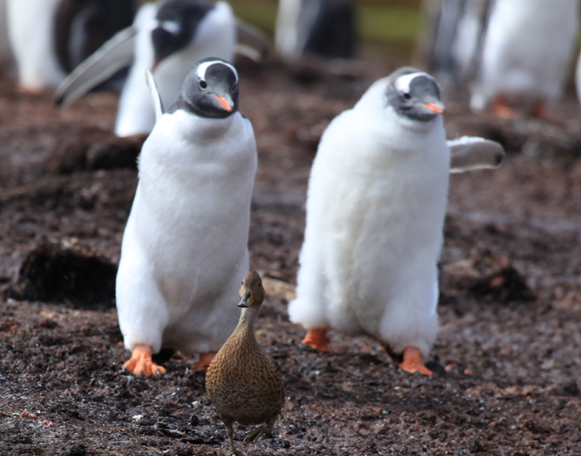 different kinds of penguins