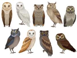 Types of Owls: 18 Adorable Owl Species and Their Classification