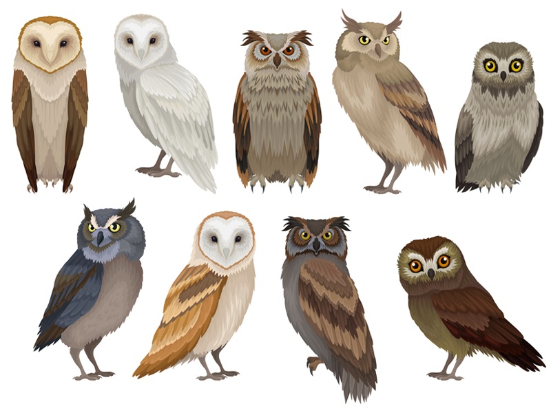Types of Owls