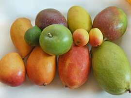Types of Aam: 20 List of Most Popular Mango Varieties in the World