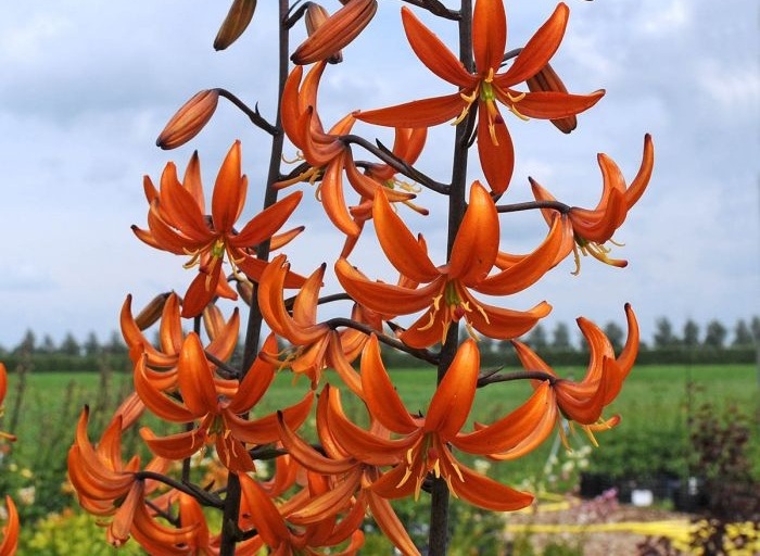 Orange Marmalade Lily