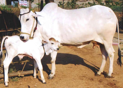 Hariana Cow